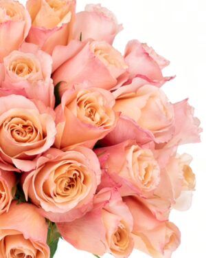 Rose Fascination Peach Flowers WA Perth