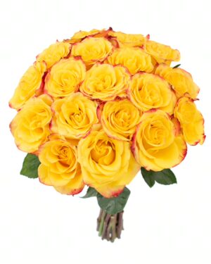 Rose High & Yellow Magic Yellow Flowers WA Perth