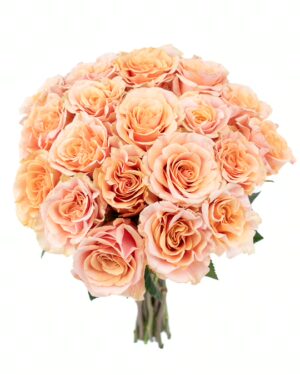 Rose Phoenix Peach Flowers WA Perth