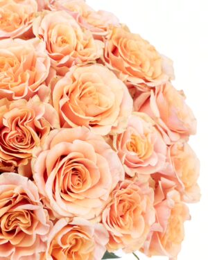 Rose Phoenix Peach Flowers WA Perth