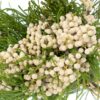 Brunia White Flowers WA Perth