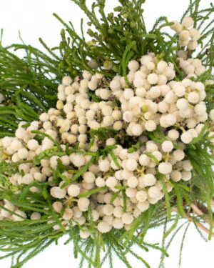 Brunia White Flowers WA Perth