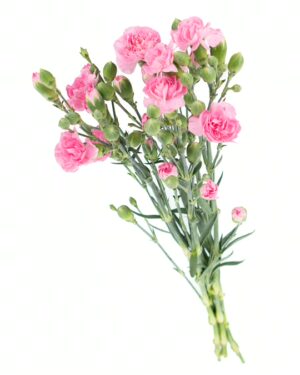 Carnation Spray Pink Flowers WA Perth