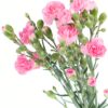 Carnation Spray Pink Flowers WA Perth