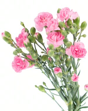 Carnation Spray Pink Flowers WA Perth