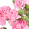 Carnation Spray Pink Flowers WA Perth