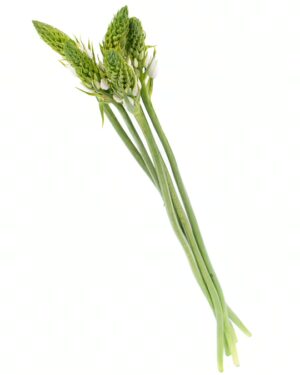 Chincherinchee Green Flowers WA Perth