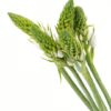 Chincherinchee Green Flowers WA Perth