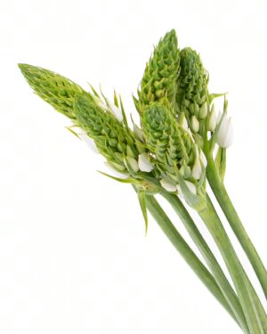 Chincherinchee Green Flowers WA Perth