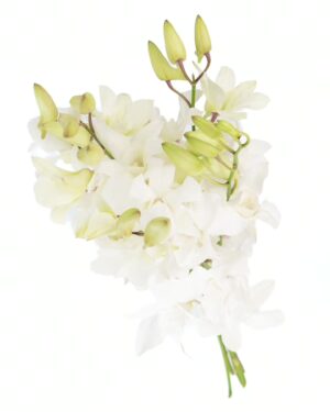 Dendrobium Orchid White Flowers WA Perth