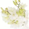 Dendrobium Orchid White Flowers WA Perth