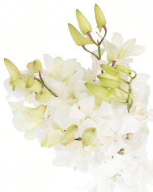 Dendrobium Orchid White Flowers WA Perth