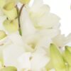 Dendrobium Orchid White Flowers WA Perth