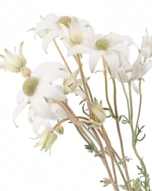 Flannel White Flowers WA Perth