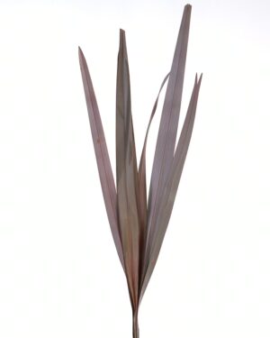 Flax Flowers WA Perth