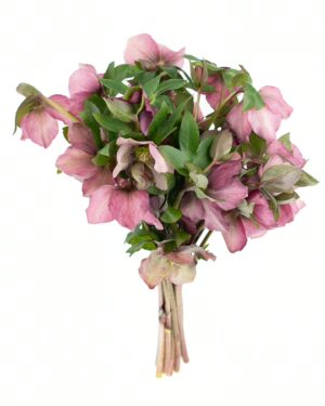 Helleborus Pink Flowers WA Perth