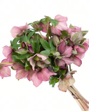 Helleborus Pink Flowers WA Perth