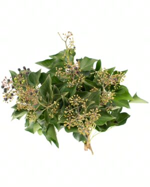 Ivy Berry Green Flowers WA Perth