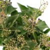 Ivy Berry Green Flowers WA Perth