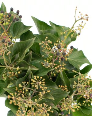 Ivy Berry Green Flowers WA Perth