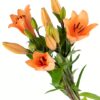 LA Lily Orange Flowers WA Perth