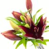 LA Lily Red Flowers WA Perth