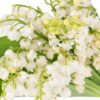 Lily of the Valley White Flowers WA Perth