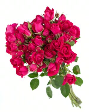 Rose Spray Pink Hot Flowers WA Perth