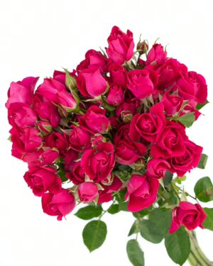 Rose Spray Pink Hot Flowers WA Perth
