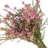Scholtzia Pink Flowers WA Perth
