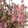Scholtzia Pink Flowers WA Perth