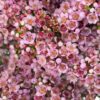 Verticordia Pink Flowers WA Perth